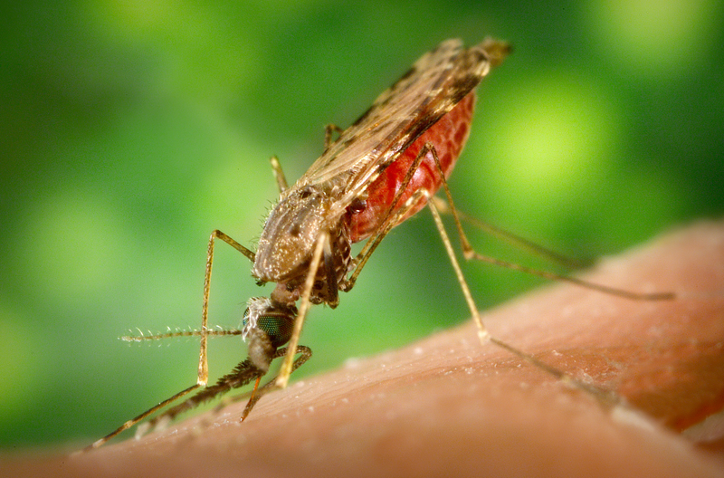Illustration for article titled Can the United States Cope With a Resurgence of Tropical Disease?